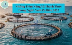 tiềm năng và thách thức của nghề nuôi cá biển