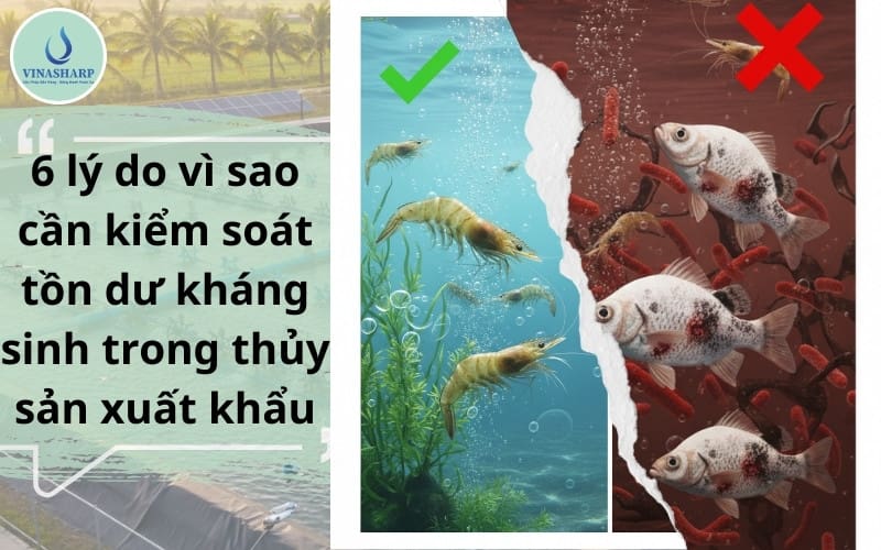 6 lý do vì sao cần kiểm soát tồn dư kháng sinh trong thủy sản xuất khẩu?
