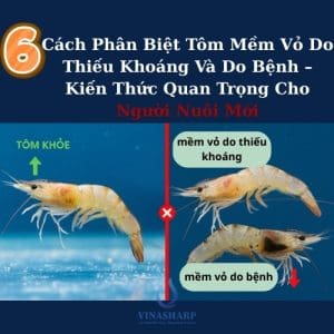 6 Cách Phân Biệt Tôm Mềm Vỏ Do Thiếu Khoáng Và Do Bệnh – Kiến Thức Quan Trọng Cho Người Nuôi.