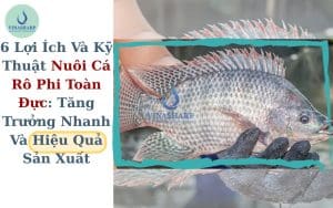 6 Lợi Ích Và Kỹ Thuật Nuôi Cá Rô Phi Toàn Đực: Tăng Trưởng Nhanh Và Hiệu Quả Sản Xuất