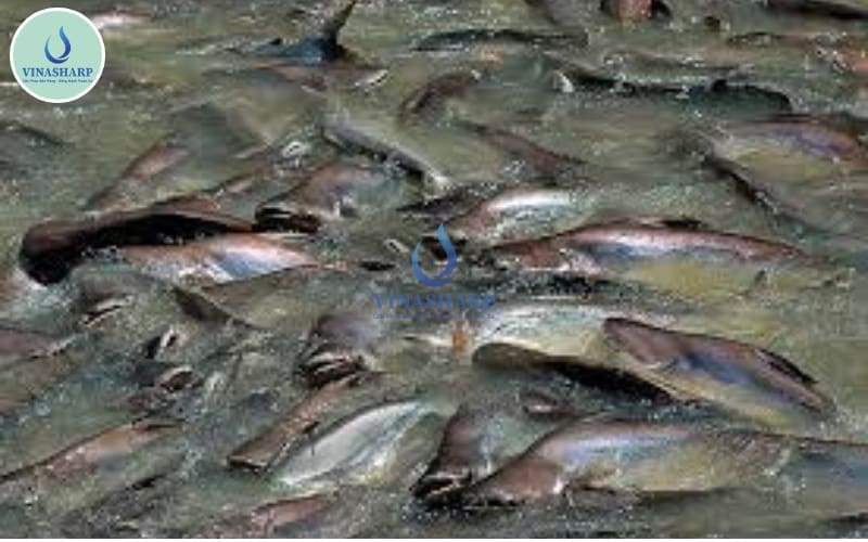 bệnh do sốc môi trường