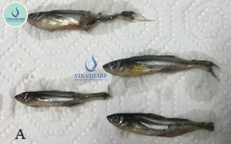 bệnh thối vay, trắng đuôi