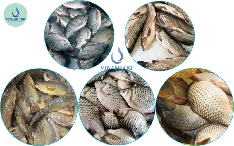 Cac-loai-ca-pho-bien-trong-mo-hinh-ca-–-lua.