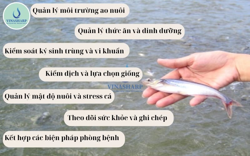 Cách phòng trị các loại bệnh trên cá tra