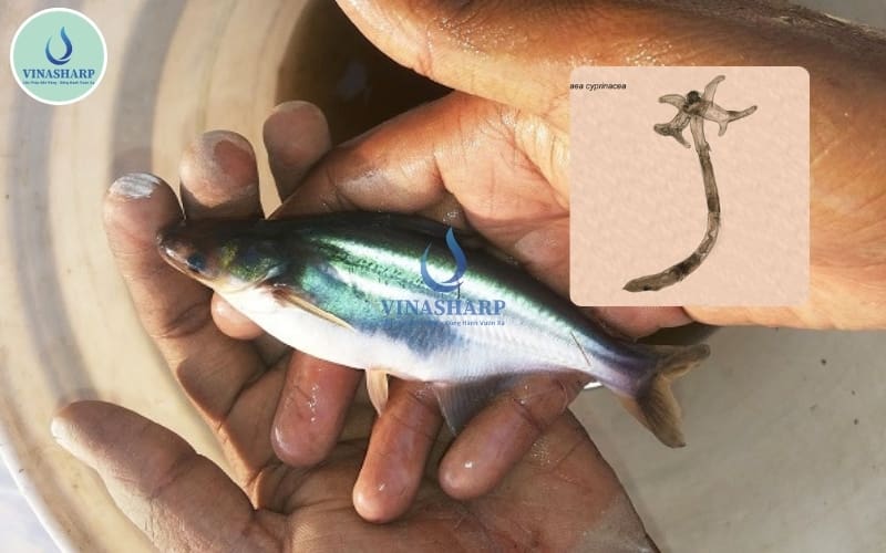 bệnh ký sinh trùng đườngg ruột