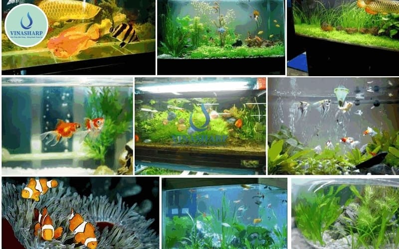 Tăng Cường Sức Khỏe Và Sức Đề Kháng Của Cá