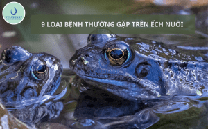 9 loại bệnh trên ếch nuôi