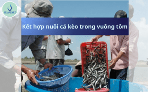 kết hợp nuôi cá kèo trong vuông tôm