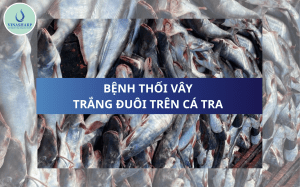 BỆNH THỐI VÂY - TRẮNG ĐUÔI TRÊN CÁ TRA