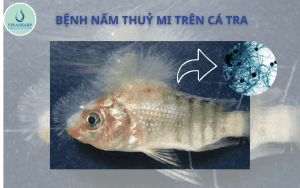 Bệnh nấm thuỷ mi trên cá