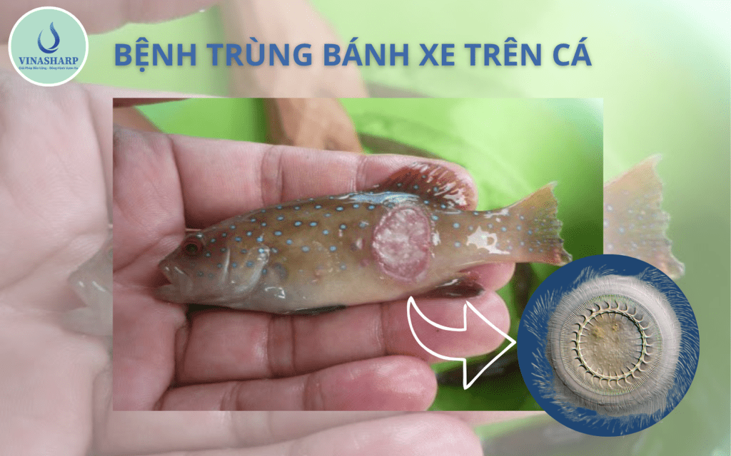 bệnh trùng bánh xe trên cá