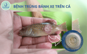 bệnh trùng bánh xe trên cá