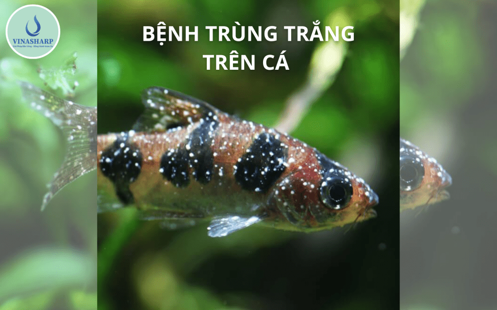 BỆNH TRÙNG TRẮNG TRÊN CÁ