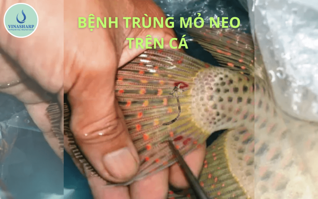 BỆNH TRÙNG MỎ NEO TRÊN CÁ