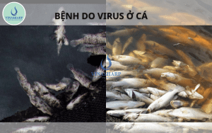 BỆNH DO VIRUS TRÊN CÁ
