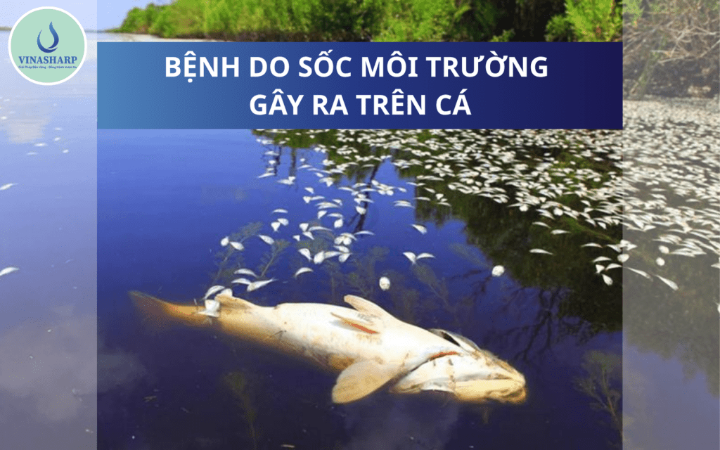 BỆNH DO SỐC MÔI TRƯỜNG GÂY RA TRÊN CÁ