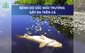 BỆNH DO SỐC MÔI TRƯỜNG GÂY RA TRÊN CÁ