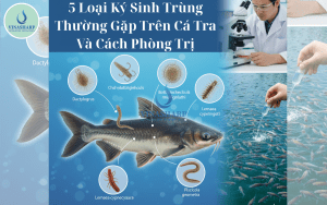 5 Loại Ký Sinh Trùng Thường Gặp Trên Cá Tra Và Cách Phòng Trị