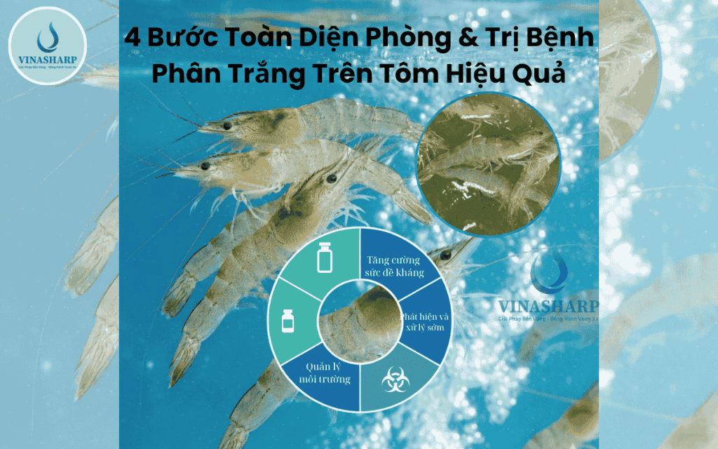 4 Bước Toàn Diện Phòng & Trị Bệnh Phân Trắng Trên Tôm Hiệu Quả