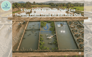 5 Quy Trình Kỹ Thuật Nuôi Cua Thương Phẩm Trong Ao Đất Hiệu Quả.