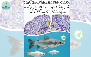 Bệnh Gan Thận Mủ Trên Cá Tra – Nguyên Nhân, Triệu Chứng Và Cách Phòng Trị Hiệu Quả