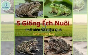5 Giống Ếch Nuôi Phổ Biến Và Hiệu Quả Nhất Hiện Nay