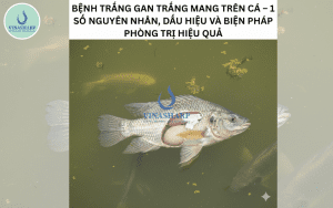 BỆNH TRẮNG GAN TRẮNG MANG TRÊN CÁ – 1 SỐ NGUYÊN NHÂN, DẤU HIỆU VÀ BIỆN PHÁP PHÒNG TRỊ HIỆU QUẢ