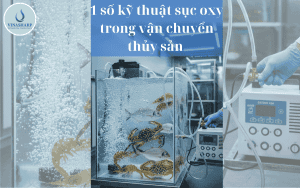 1 số kỹ thuật sục oxy trong vận chuyển thủy sản - hướng dẫn chi tiết