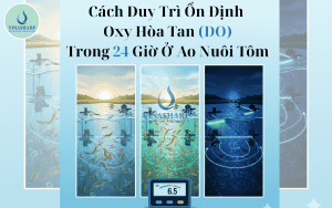 Cách Duy Trì Ổn Định Oxy Hòa Tan (DO) Trong 24 Giờ Ở Ao Nuôi Tôm