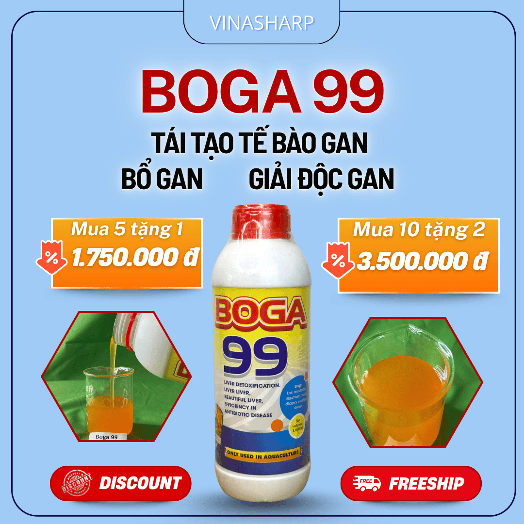 Boga 99 Boga 99