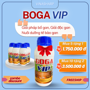 boga vip