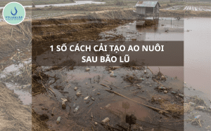 1 số cách cải tạo ao nuôi sau bão lũ