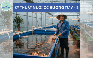 KỸ THUẬT NUÔI ỐC HƯƠNG