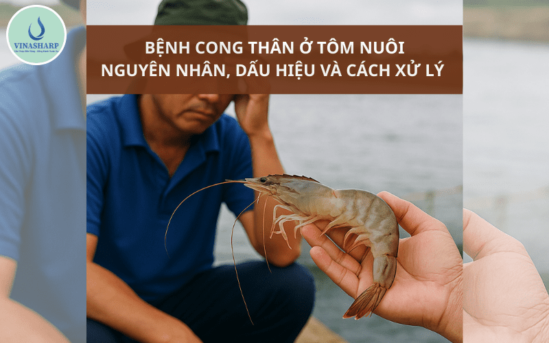 bệnh cong thân - đục cơ ở tôm