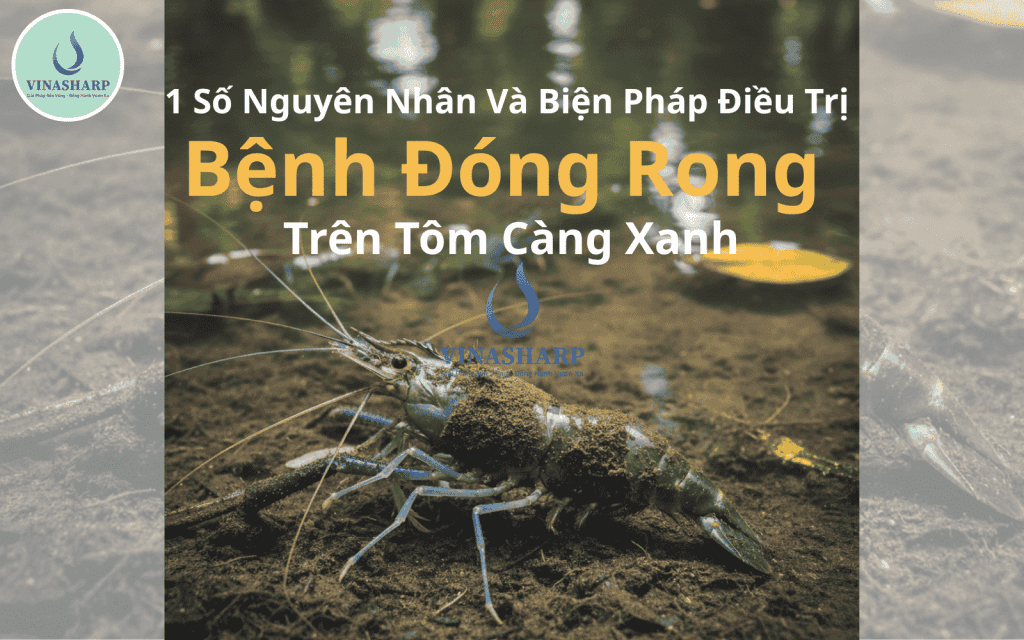 1 Số Nguyên Nhân Và Biện Pháp Điều Trị Bệnh Đóng Rong Trên Tôm Càng Xanh.