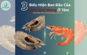 3 Biểu Hiện Ban Đầu Của Bệnh Đen Mang Ở Tôm – Cách Nhận Biết Và Phòng Ngừa Hiệu Quả