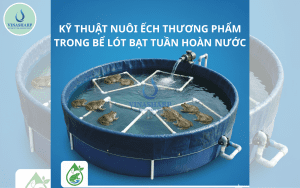 KỸ THUẬT NUÔI ẾCH THƯƠNG PHẨM TRONG BỂ LÓT BẠT TUẦN HOÀN NƯỚC