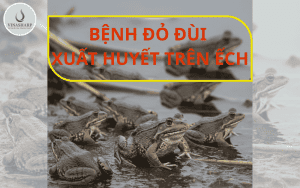BỆNH ĐỎ ĐÙI - XUẤT HUYẾT TRÊN ẾCH: 10 GIÂY CÙNG TÌM HIỂU.