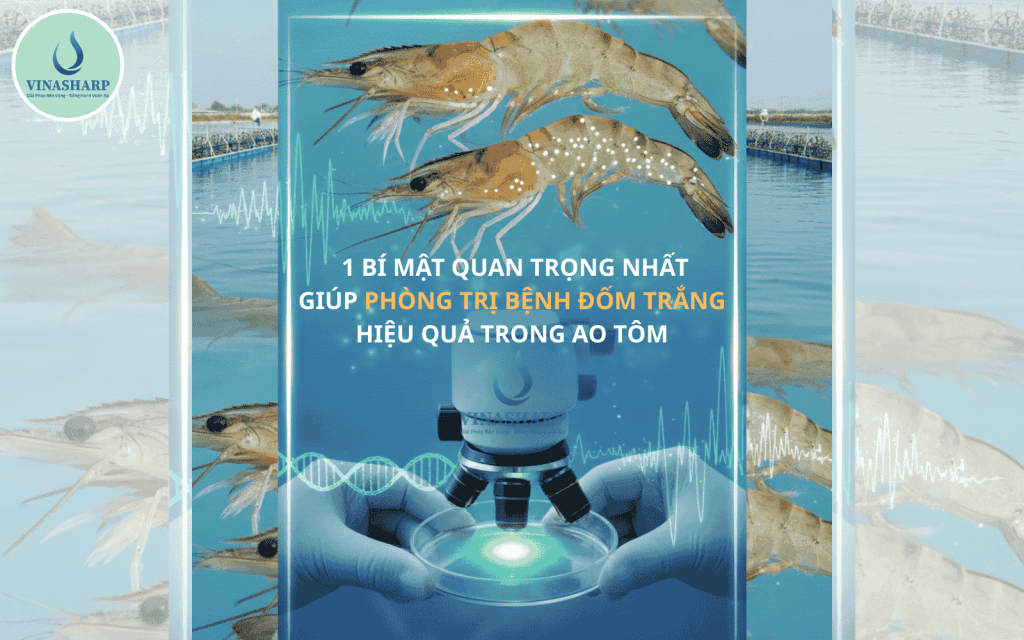 1 BÍ MẬT QUAN TRỌNG NHẤT GIÚP PHÒNG TRỊ BỆNH ĐỐM TRẮNG HIỆU QUẢ TRONG AO TÔM
