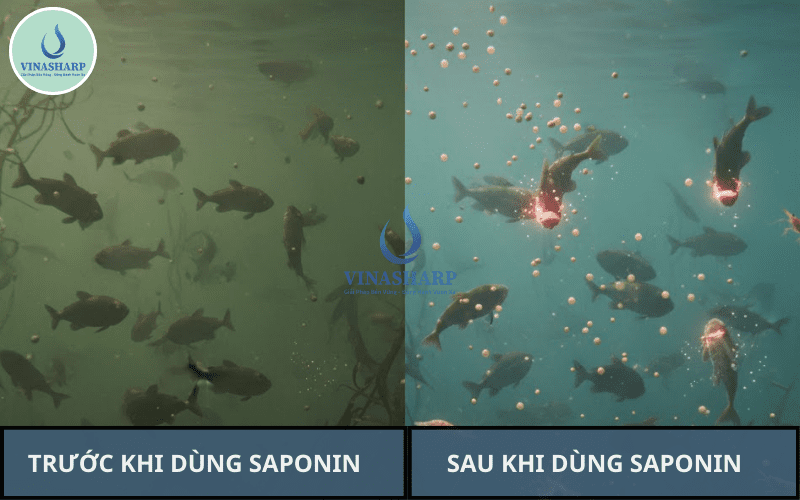 SAPONIN DIỆT CÁ TẠP