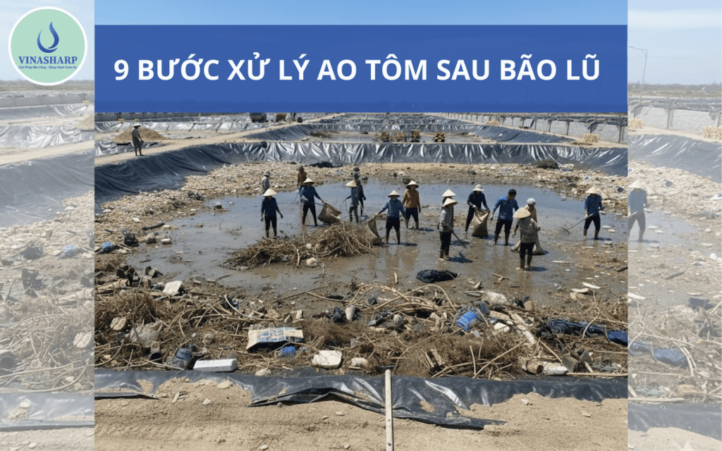 9 BƯỚC XỬ LÝ AO TÔM SAU BÃO LŨ