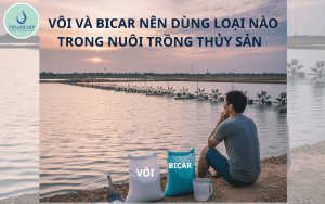 VÔI VÀ BICAR NÊN DÙNG GÌ ĐỂ NÂNG KIỀM