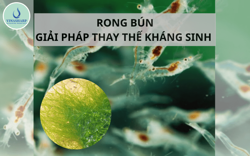 RONG BÚN