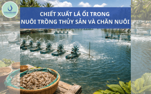 CHIẾT XUẤT LÁ ỔI TRONG NUÔI TRỒNG THỦY SẢN VÀ CHĂN NUÔI