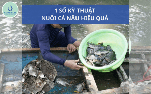 1 số kỹ thuật nuôi cá nâu