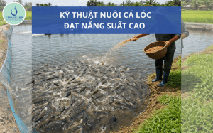 kỹ thuật nuôi cá lóc đạt năng suất cao