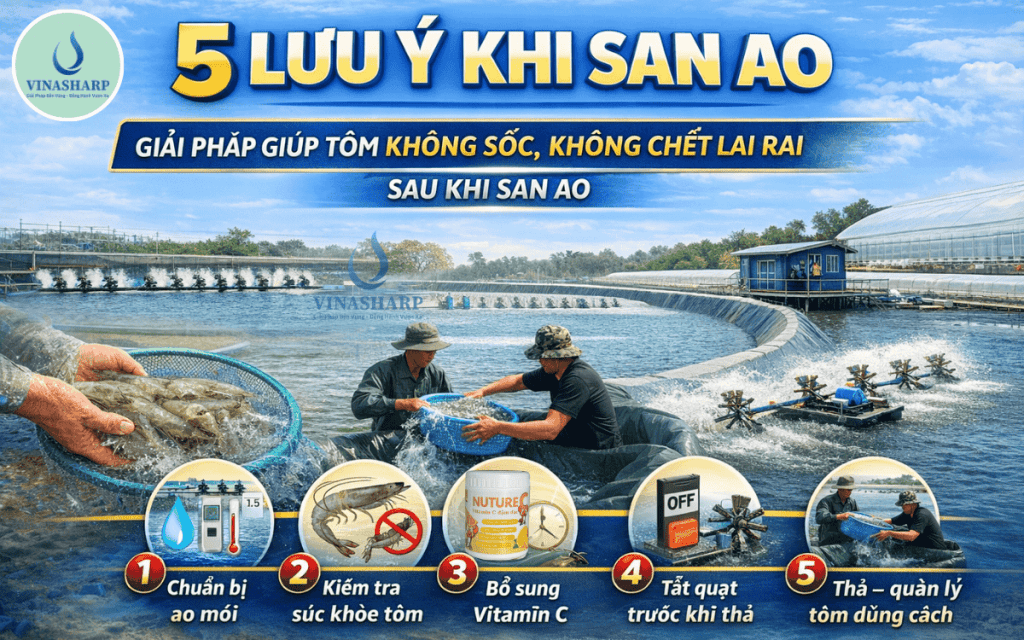5 LƯU Ý KHI SAN AO – GIẢI PHÁP GIÚP TÔM KHÔNG SỐC, KHÔNG CHẾT LAI RAI SAU KHI SAN AO