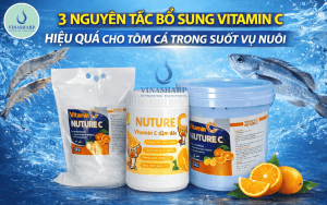 3 NGUYÊN TẮC BỔ SUNG VITAMIN C HIỆU QUẢ CHO TÔM CÁ TRONG SUỐT VỤ NUÔI