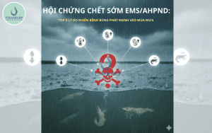 HỘI CHỨNG CHẾT SỚM EMS/AHPND: TOP 5 LÝ DO KHIẾN BỆNH BÙNG PHÁT MẠNH VÀO MÙA MƯA