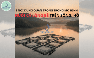 5 NỘI DUNG QUAN TRỌNG TRONG MÔ HÌNH NUÔI CÁ LỒNG BÈ TRÊN SÔNG, HỒ